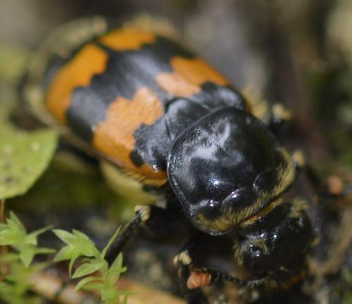 Nicrophorus vespillo